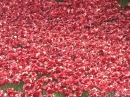 Poppy display